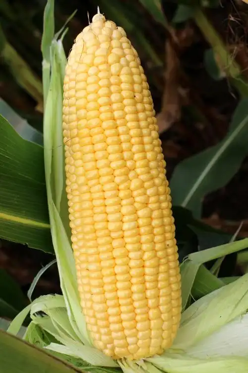 农家无公害速冻粘玉米 联系电话:13359803221