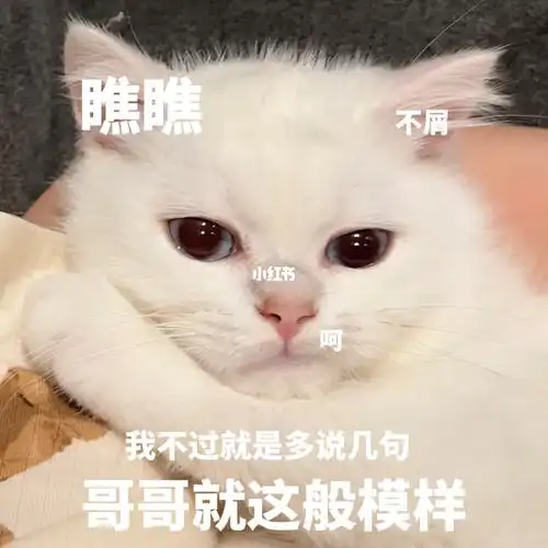 阴阳怪气小猫咪表情包