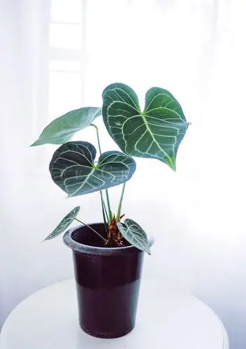 包邮 克莱恩 水晶花烛 观叶植物盆栽 ins网红绿植