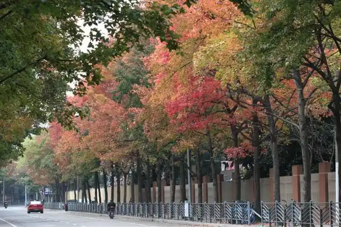 考考你咱上海的行道树为什么选择这些品种