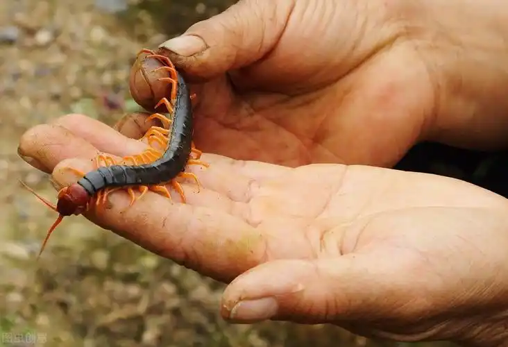 传统"五毒"之蜈蚣