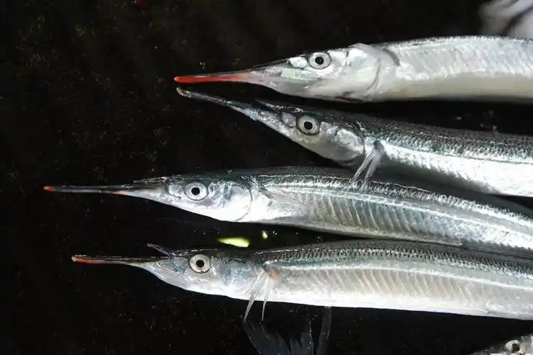 日料顶级鱼类刺身大赏