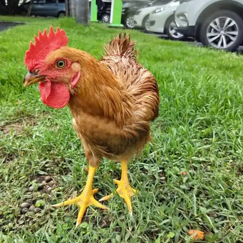 小公鸡 - ya无为901 - 图虫