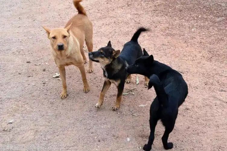 纯种犬就一定优秀杂交犬就一定不堪吗