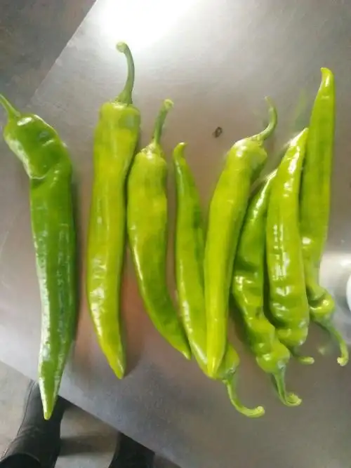 长尖椒2.4元/斤