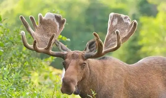 世界上最大的鹿——驼鹿|棕熊|希拉|黑熊|哺乳动物_网易订阅