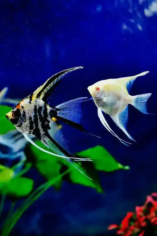 神仙鱼一一俗称燕鱼