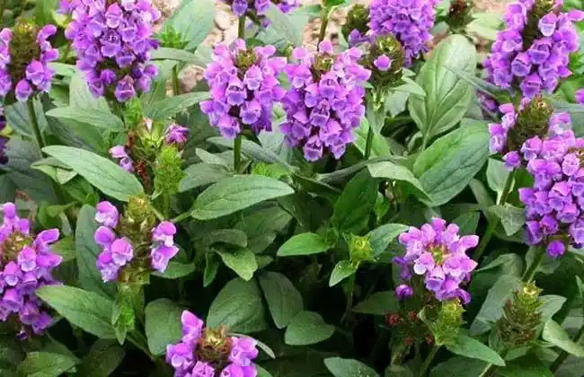 夏枯草的营养价值