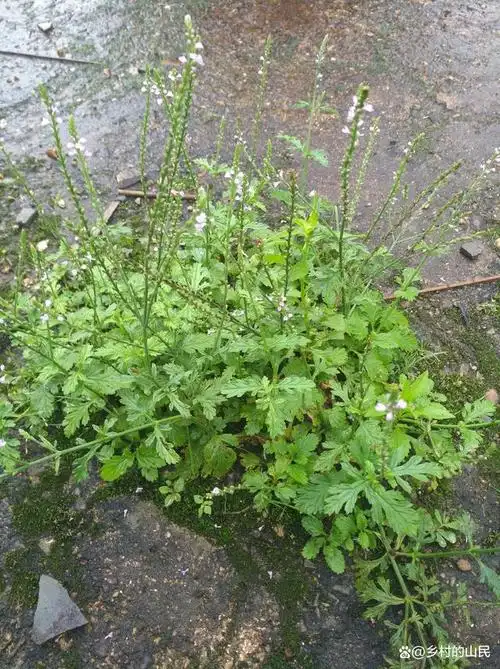 我要上热门#野生的马鞭草,农村杂草挺常见的,生命力顽强那都会生长