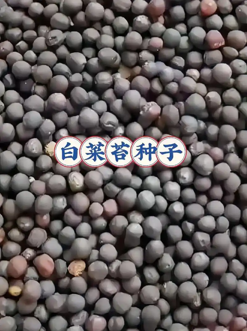 速生白菜苔种子~喜欢绿色蔬菜的家人们白菜苔种子来 - 抖音