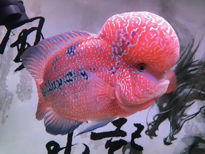 可惜的一条好汉