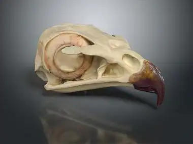 现代 骨头 头骨 鹰头骨 老鹰头骨3d模型