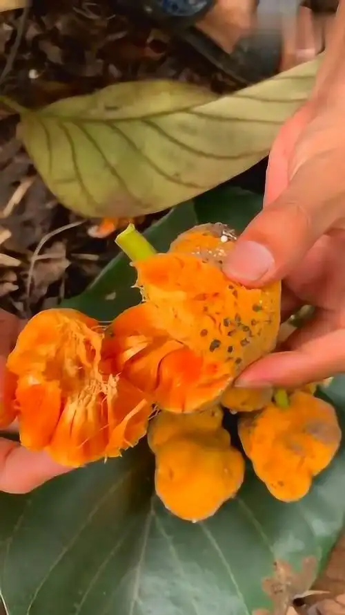 说实话作为云南人我并没有吃过,据说叫什么猴子烟袋果