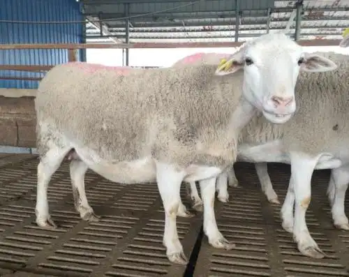 母羊有角吗?