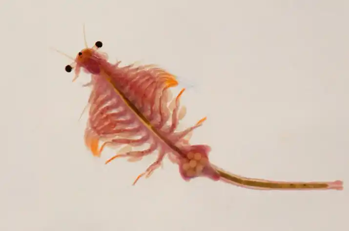 中国民间也称盐虫子或 a href="#" data-lemmaid="1252809">丰年虾 /a