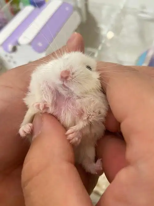 仓鼠的胸口掉毛