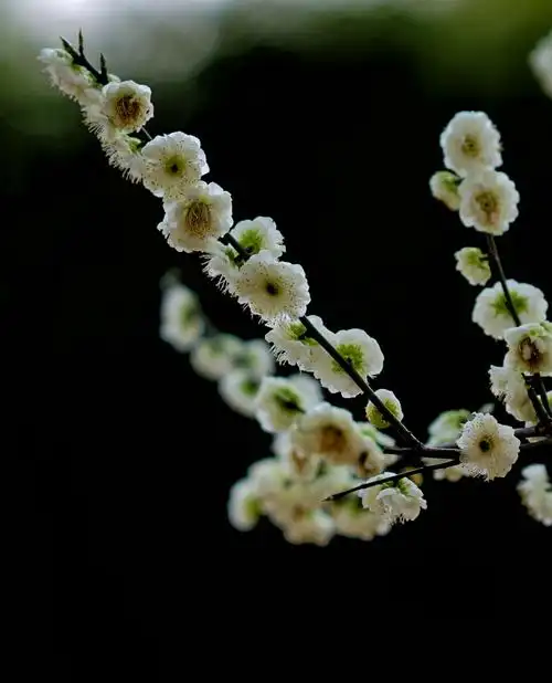 墨梅 元    王冕吾家洗砚池头树,朵朵花开淡墨痕.