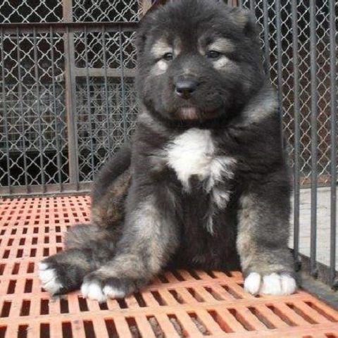 巨型俄罗斯高加索犬幼犬大骨架看家护院犬忠诚护主狗长毛大型猛犬