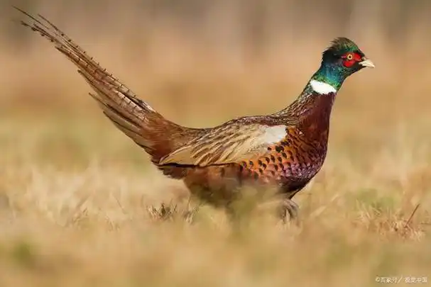 山鸡是几级保护动物