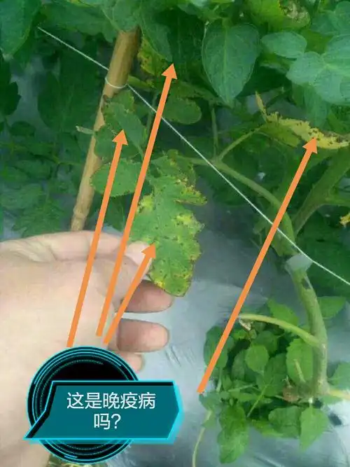 早疫病还是晚疫病?