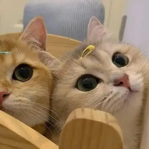 猫咪情侣头像快去收获甜甜的爱情吧