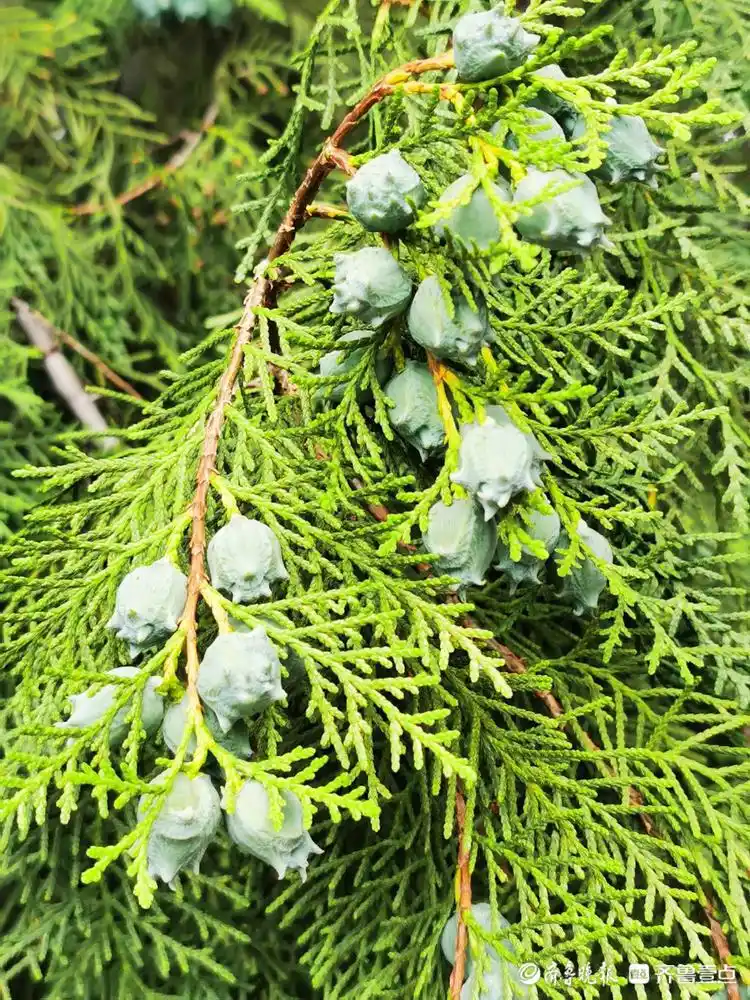 情报站|翠绿如玉!济南千佛山的侧柏长出"糖果",你知道它是啥 - 海报新