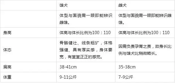 柴犬的外观标准