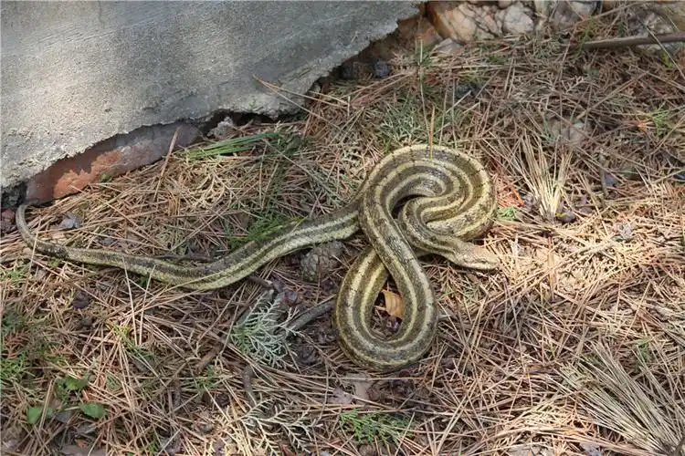 长岛惊现一条黄脊游蛇组图