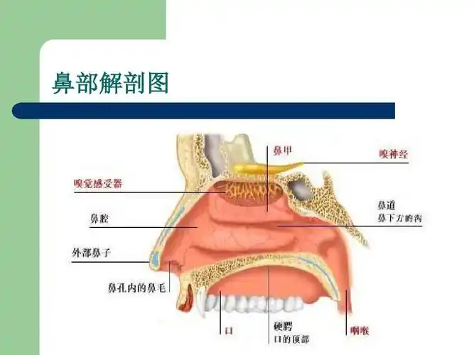 5 人体与外界的气体交换 课件(鲁科版七年级下)