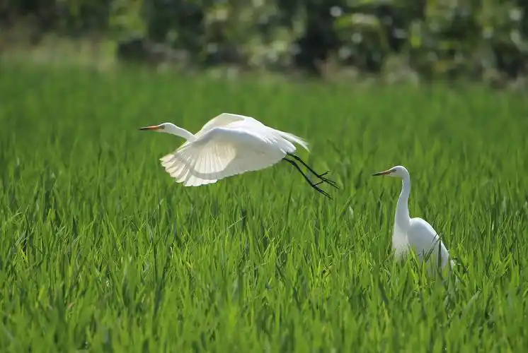 秧苗田里的中白鹭