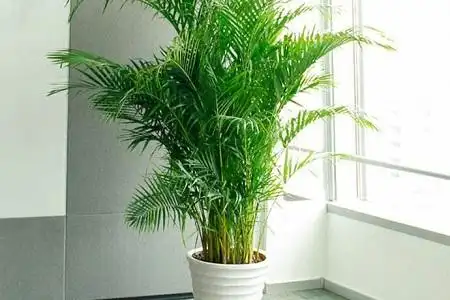 散尾葵的移植方法