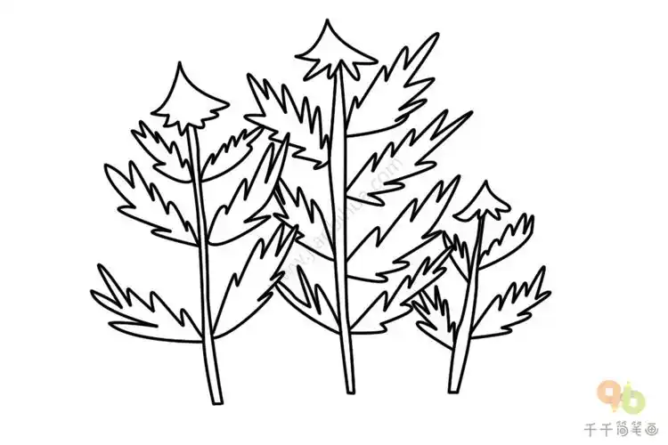 四季长青的南洋杉简笔画_绿色植物简笔画