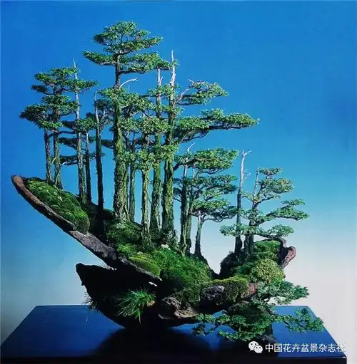 丛林盆景的多样表现