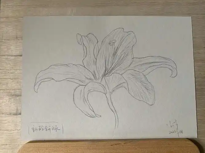 先记录一下3月份的样子#百合花  #速写  #素描  #写生植物  #花卉写生