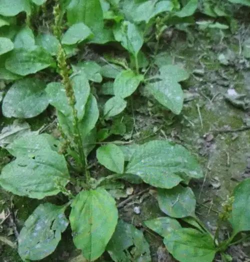 写美篇通常见到的是车前草(或车轮草,猪耳草,车轱辘莱)及平叶车前