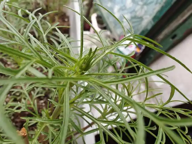 叶在摘心,结果今天发现居然长花苞,赶紧摘了,不知道摘的对不对#波斯菊