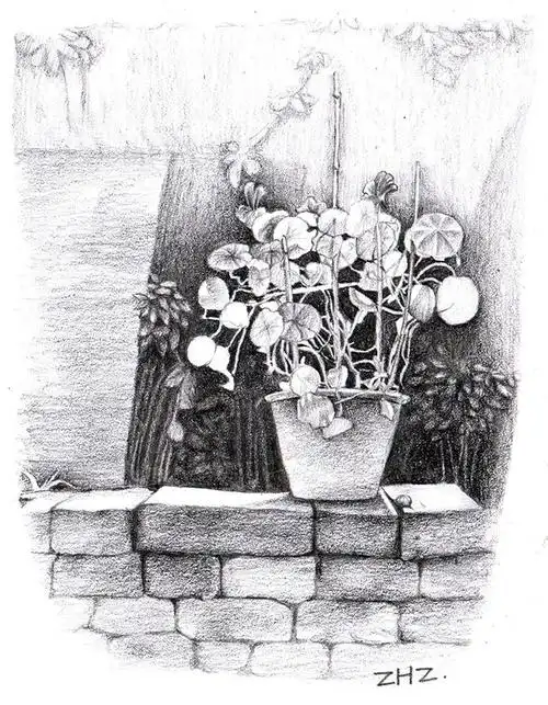 第十一期 素描慢时光 墙上的盆栽