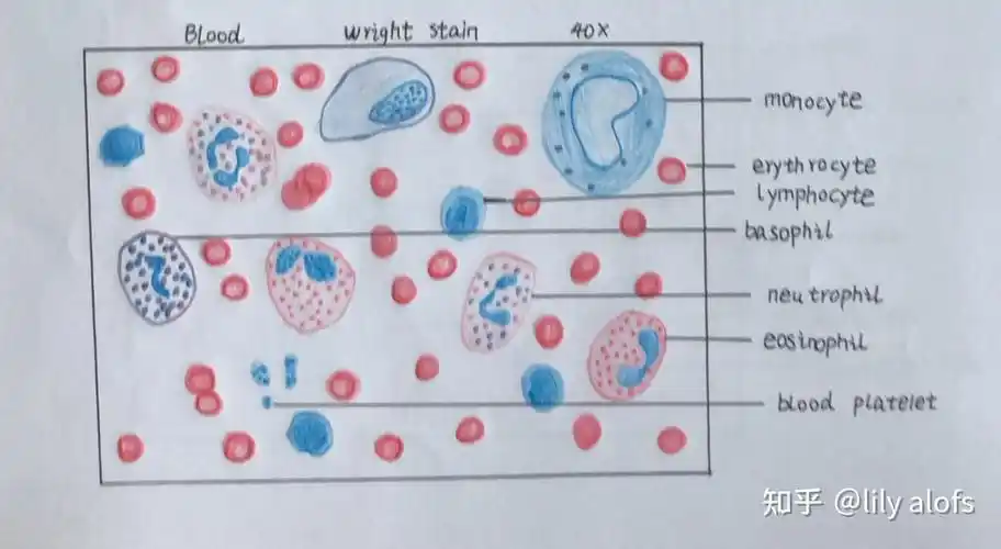 组胚红蓝铅笔绘图