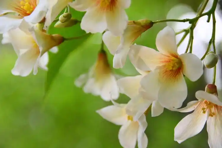 白者含秀色粲如凝瑶华被称为五月雪的油桐花