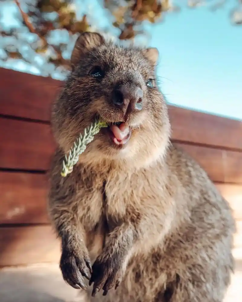 短尾矮袋鼠|萌物图鉴9696.世界上不能没有quokka!