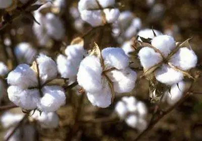 天然纤维衣物同样污染环境 尽量选择"本地制造"