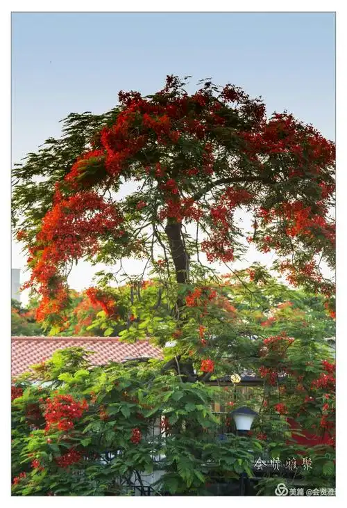 广州最火的凤凰树