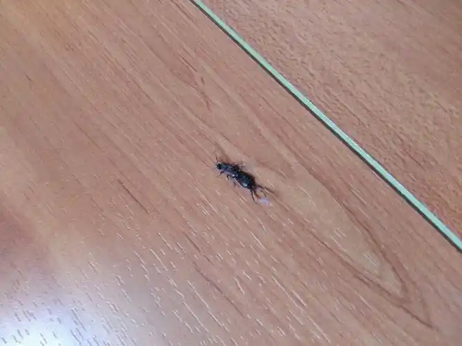 刚在家里地板看到.什么虫啊,好可怕.又不全像蜈蚣,又不全像蚂蚁.