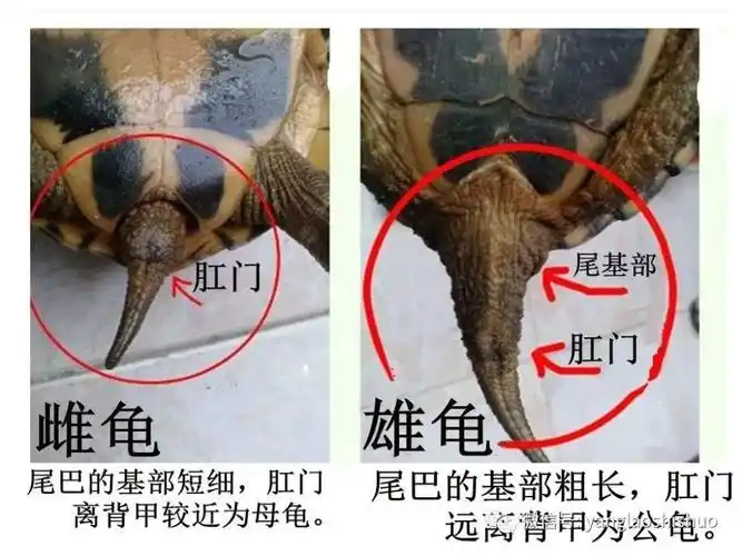 不是带壳的龟都叫乌龟