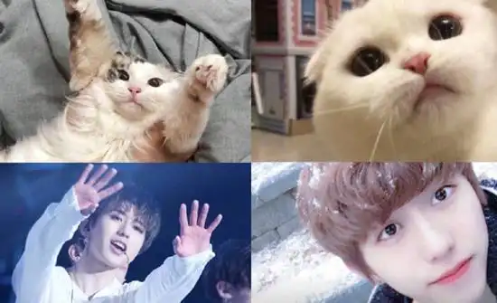 蔡徐坤猫颜是什么梗ninepercent代言不齐因公司不合