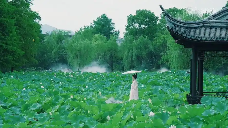 临海灵湖荷花盛开,一起沉浸式打卡宋韵荷塘
