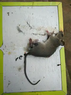 每天都沾到两只,这个粘鼠板的效果非常好,前前后后已经抓了10只老鼠了