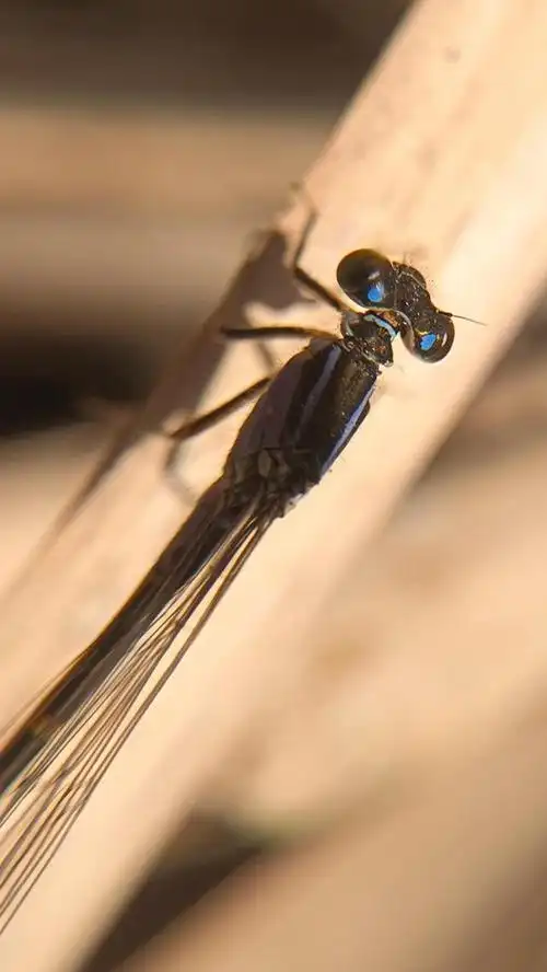 在沼泽地,或在河水边,我们经常看到,有一种类似蜻蜓的飞虫,人们误以为