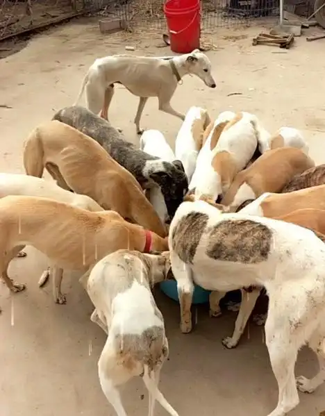 一群狗挤成一团和和气气吃一盆狗粮唯有一只心急到飞起笑到抽