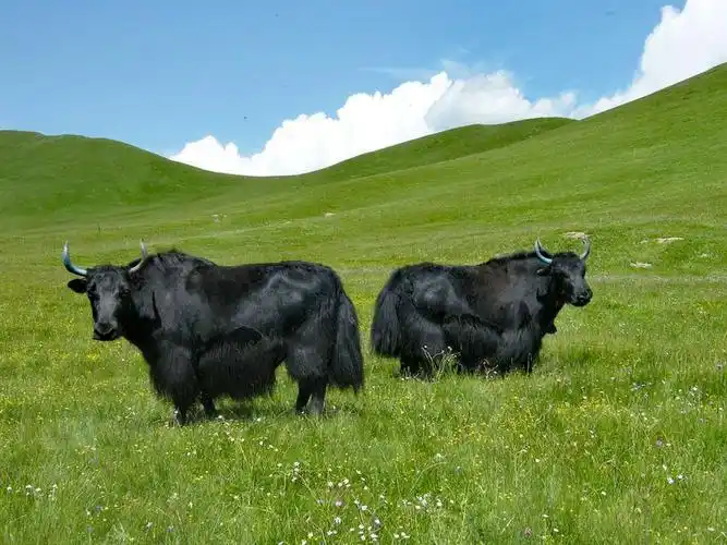 青藏高原的牦牛